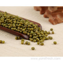 Mung Bean Vs Green Bean